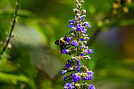Click to see Y-DP-0373-edt.jpg