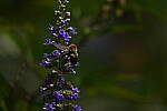 Click to see Y-DP-0379.JPG