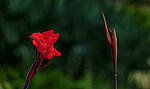 Click to see Y-DP-0403-edt.jpg