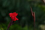 Click to see Y-DP-0403.JPG