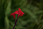 Click to see Y-DP-0411-edt.jpg