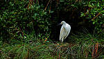 Click to see Y-DP-0416-edt.jpg