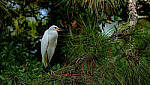 Click to see Y-DP-0426-edt.jpg