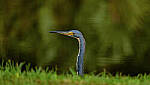 Click to see Y-DP-0438-edt.jpg