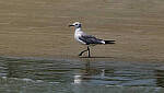 Click to see Y-DP-0449-edt.jpg