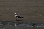 Click to see Y-DP-0449.JPG