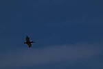 Click to see Y-DP-0451.JPG