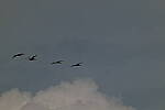 Click to see Y-DP-0458.JPG