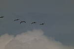 Click to see Y-DP-0459.JPG