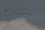 Click to see Y-DP-0460.JPG