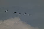 Click to see Y-DP-0461.JPG