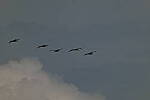 Click to see Y-DP-0462.JPG