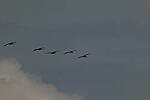 Click to see Y-DP-0463.JPG