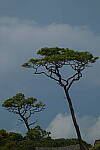 Click to see Y-DP-0525.JPG