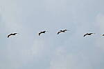 Click to see Y-DP-0550.JPG