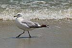Click to see Y-DP-0566-edt.jpg