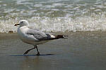 Click to see Y-DP-0567-edt.jpg