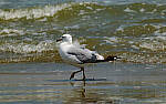 Click to see Y-DP-0571-edt.jpg