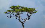 Click to see Y-DP-0585-edt.jpg