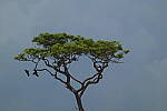 Click to see Y-DP-0585.JPG