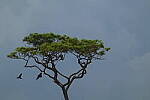 Click to see Y-DP-0594.JPG