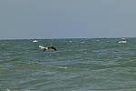 Click to see Y-DP-0613.JPG