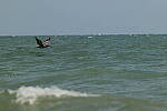 Click to see Y-DP-0618.JPG
