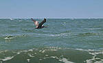 Click to see Y-DP-0634-edt.jpg