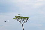 Click to see Y-DP-0651.JPG