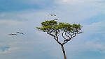 Click to see Y-DP-0652-edt.jpg