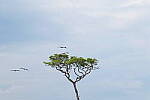 Click to see Y-DP-0652.JPG