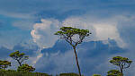 Click to see Y-DP-0657-edt.jpg
