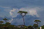 Click to see Y-DP-0657.JPG