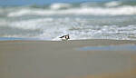 Click to see Y-DP-0674-edt.jpg