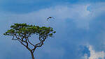 Click to see Y-DP-0675-edt.jpg