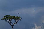 Click to see Y-DP-0675.JPG