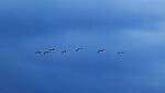 Click to see Y-DP-0684-edt.jpg