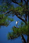 Click to see Y-DP-0791.JPG