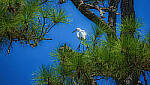 Click to see Y-DP-0793-edt.jpg