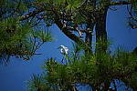 Click to see Y-DP-0793.JPG