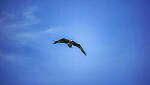 Click to see Y-DP-0809-edt.jpg