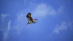 Click to see Y-DP-0813-edt.jpg