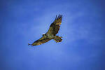 Click to see Y-DP-0829-edt.jpg