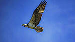 Click to see Y-DP-0830-edt.jpg