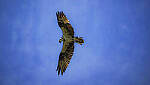 Click to see Y-DP-0846-edt.jpg