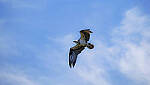 Click to see Y-DP-0853-edt.jpg