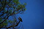 Click to see Y-DP-0856.JPG