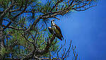 Click to see Y-DP-0857-edt.jpg