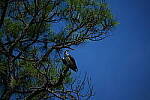 Click to see Y-DP-0857.JPG