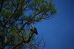 Click to see Y-DP-0858.JPG